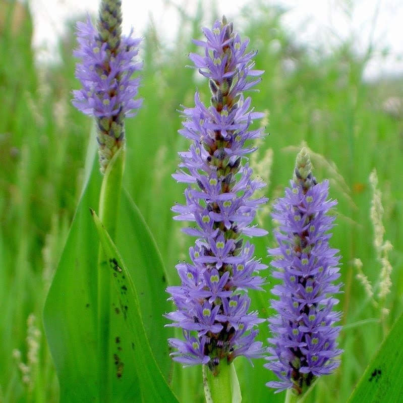Blue pickerelweed flower