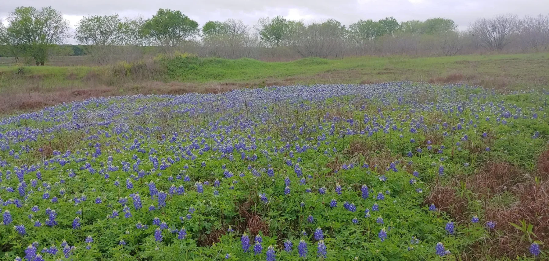 A field of bluebonnets in bloom