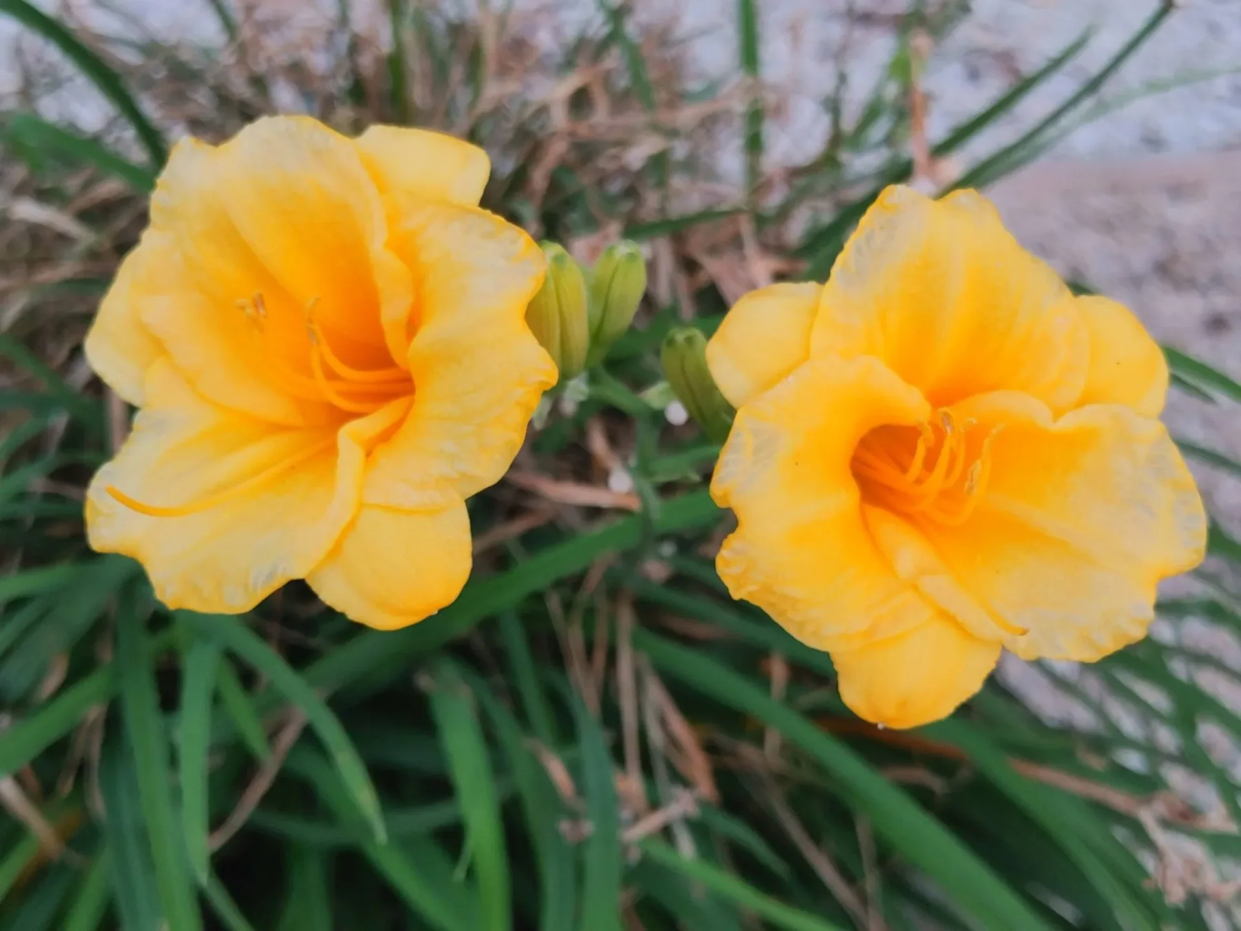 Two golden daylilies in bloom