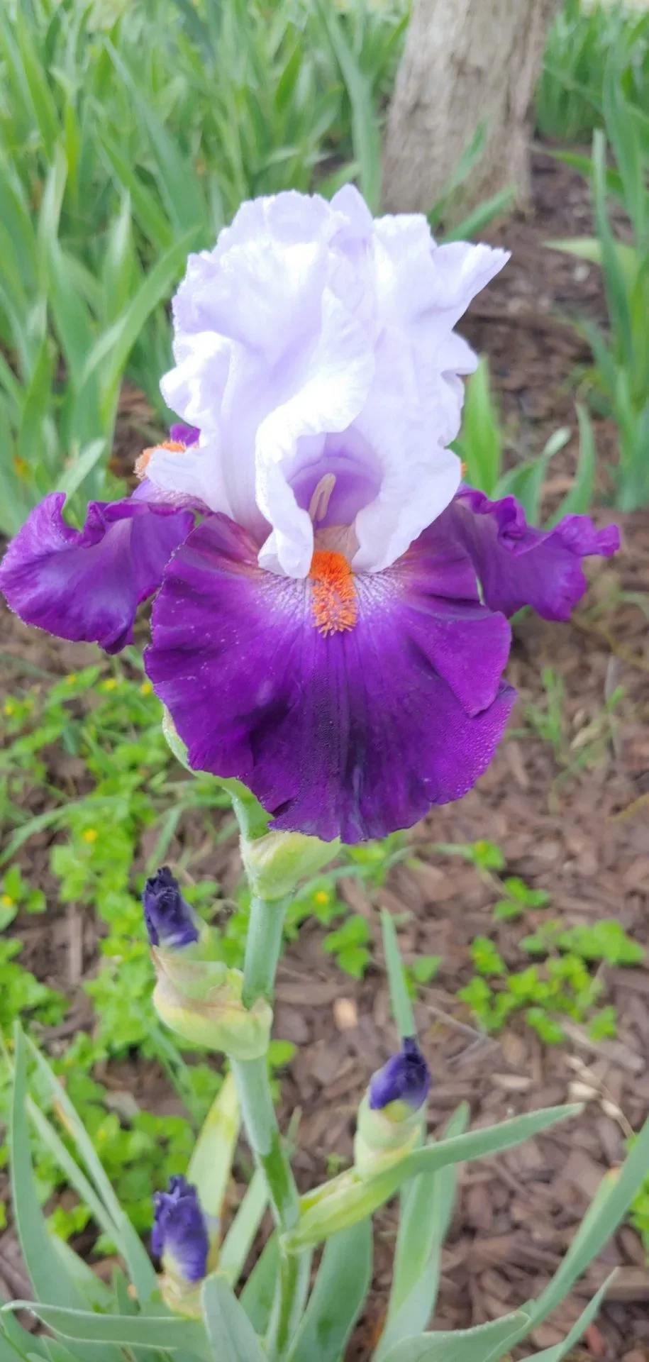 A purple and white iris in the garden
