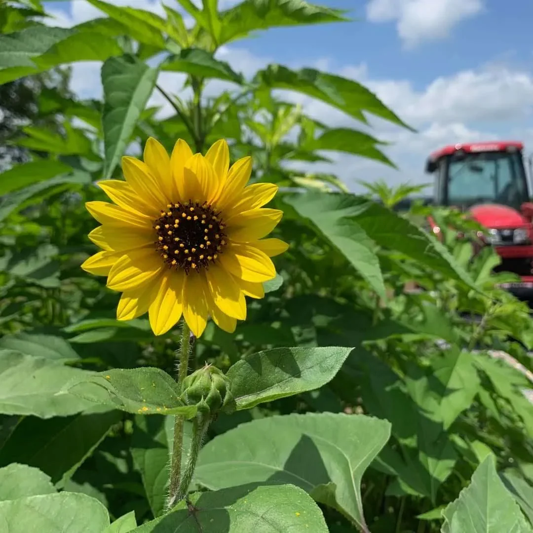 A yellow sunflower among green leaves
