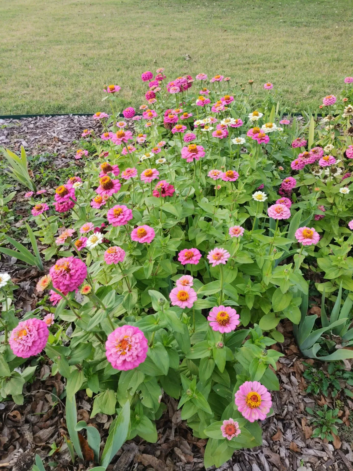 Pink and white zinnias filling a flower bed