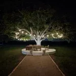 The old pecan tree lit at night in the event square