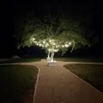 Trees lit at night in the event square