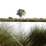 A serene view of the pond