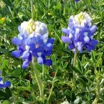 Bluebonnets