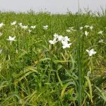 Rain lilies in a field