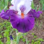 A stunning purple and white iris