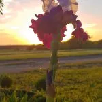 A stunning purple and white iris