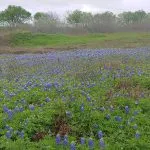 A field of bluebonnets