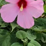 A pink Texas hibiscus