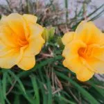 Stella del oro daylilies