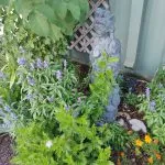 Blue sage and a garden statue