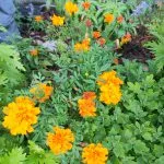 Marigolds