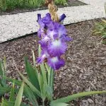 Blue and white iris