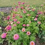 Pink and white zinnias