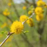 A mimosa tree bloom