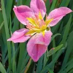 Pink and yellow iris