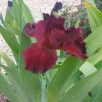 Red iris