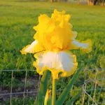 Yellow and white iris