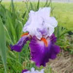 Purple and white iris