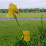 Yellow iris against a green field