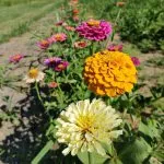 White, orange and pink zinnias