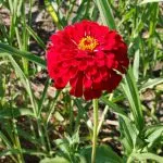 Red zinnia