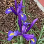 Blue flag iris