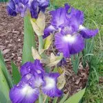 Blue and white iris