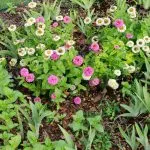 Pink and white zinnia