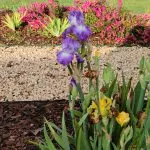 Yellow and blue iris