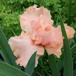 Peach colored iris