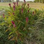 Purple celosia