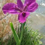 A stunning purple Louisiana flag iris