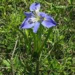 A native Texas iris