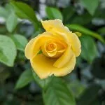 A Texas Yellow Rose