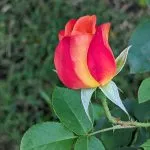 A Joseph's Coat rose