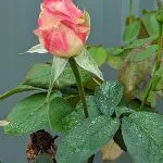 An enchanting pink and cream rose