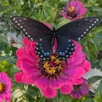 A swallow tail butterfly rests on a pink zinnia flower