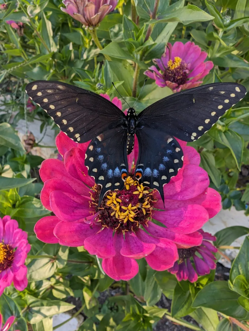 A swallow tail butterfly rests on a pink zinnia flower
