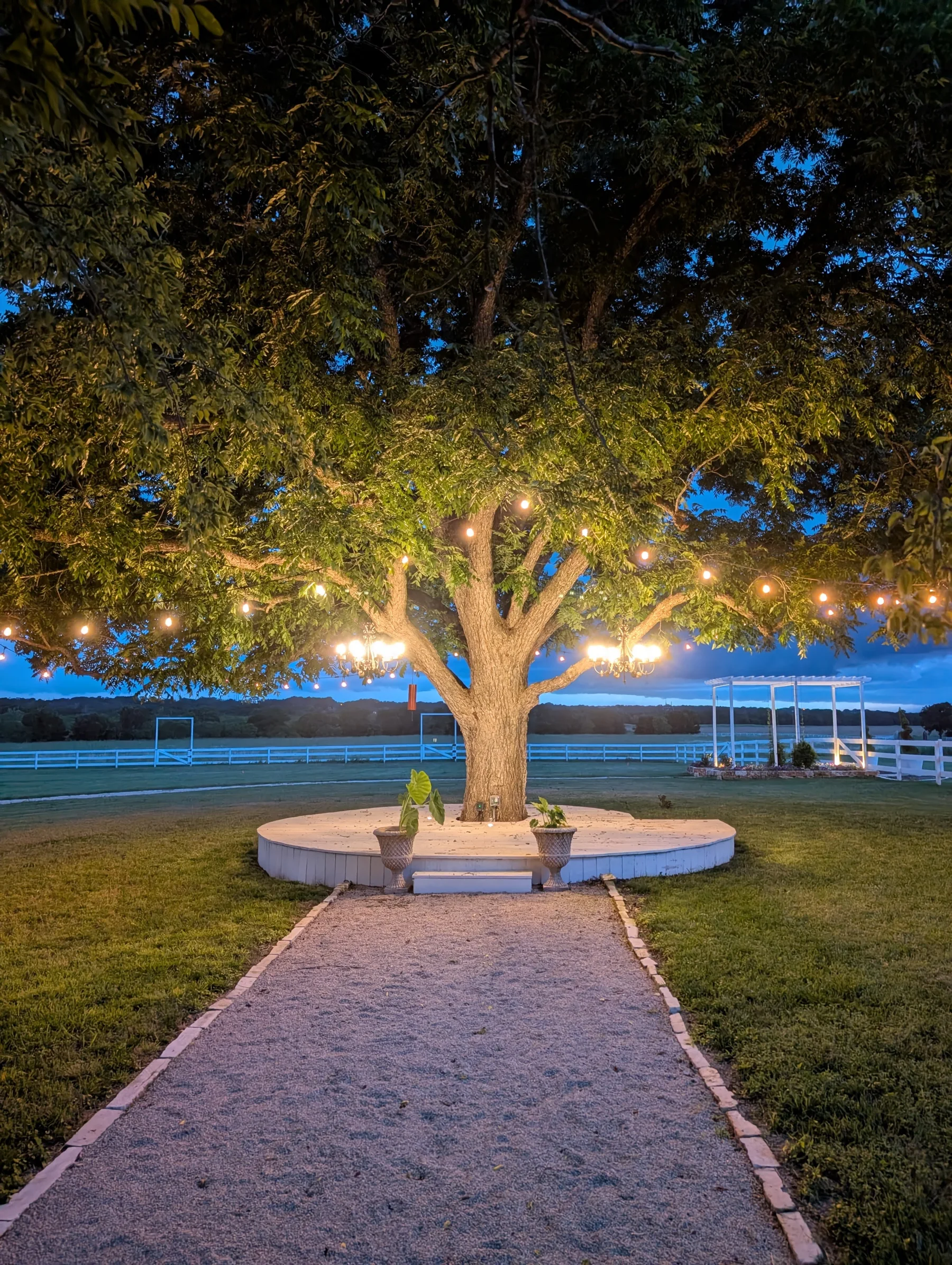 The pecan tree and its circular stage illuminated at dusk